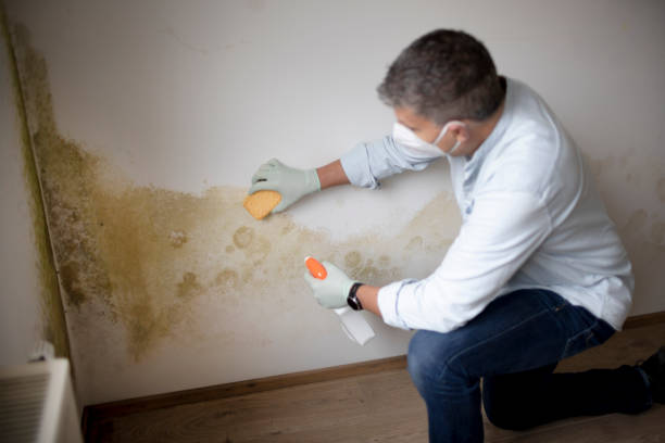 Best Mold Removal for HVAC Installations  in Woodsboro, MD