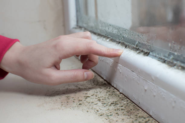 Best Environmental Consulting for Mold Prevention  in Woodsboro, MD